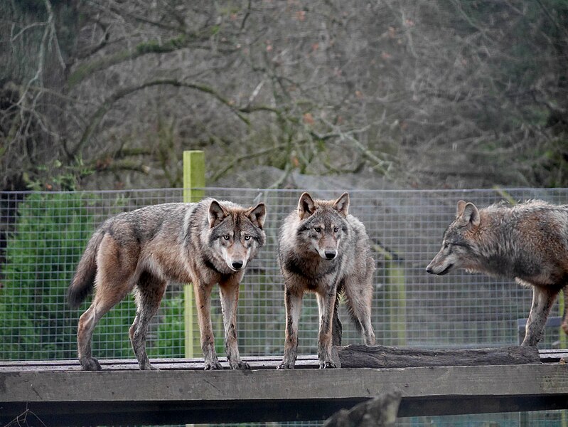 File:Wolves (39718594042).jpg