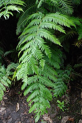 Rooting chain fern (Woodwardia radicans)