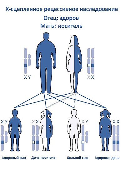 Мать гена. Схема наследования дальтонизма у человека. Передача дальтонизма по наследству схема. Генетика схема наследования дальтонизма. Дальтонизм генетика Тип наследования.