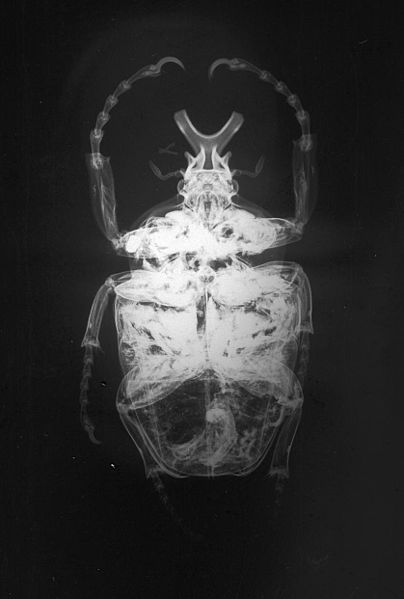 File:X-ray of Goliathus with probable shotgun pellet.jpg