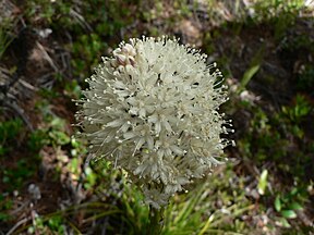 Xerophyllum tenax