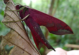 Xylophanes belti