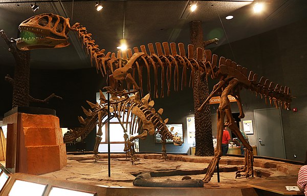 Mounted skeleton of Y. zigongensis, Delaware Museum of Natural History