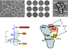 Electron microscopy images of the yeast spliceosome. Note the bulk of the complex is in fact ncRNA. Yeast tri-snRNP.jpg