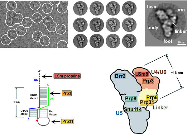 Electron microscopy images of the yeast spliceosome. Note the bulk of the complex is in fact ncRNA.