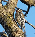 Thumbnail for File:Yellow-bellied sapsucker in GWC (71622).jpg