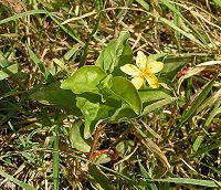 Lysimachia