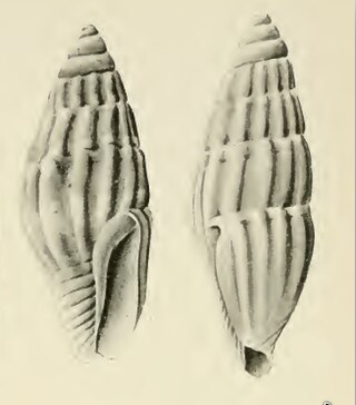 <i>Zafra debilis</i> Species of gastropod