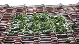 Zen little roof garden.jpg