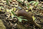 Thumbnail for Chiriqui quail-dove