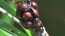 Soubor: Zicrona caerulea - nymphae.ogv