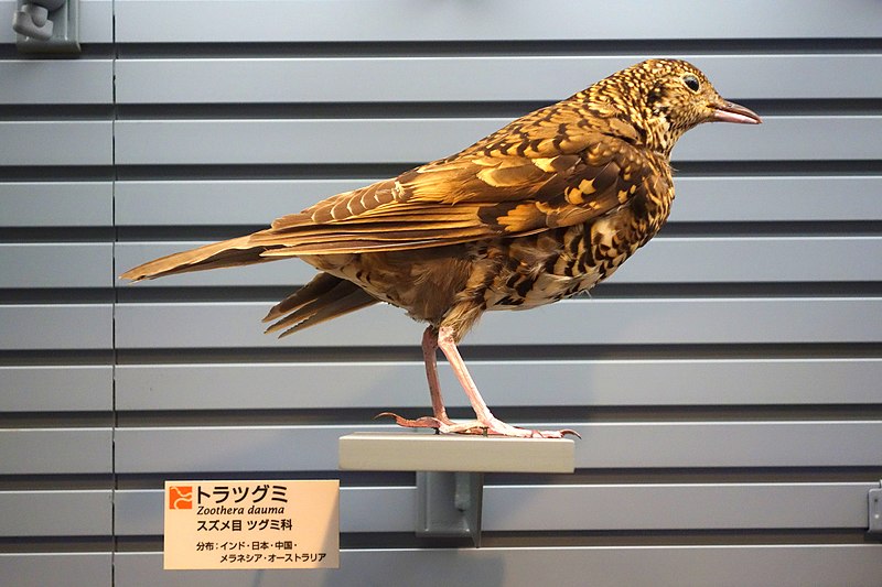 File:Zoothera dauma - National Museum of Nature and Science, Tokyo - DSC07276.JPG