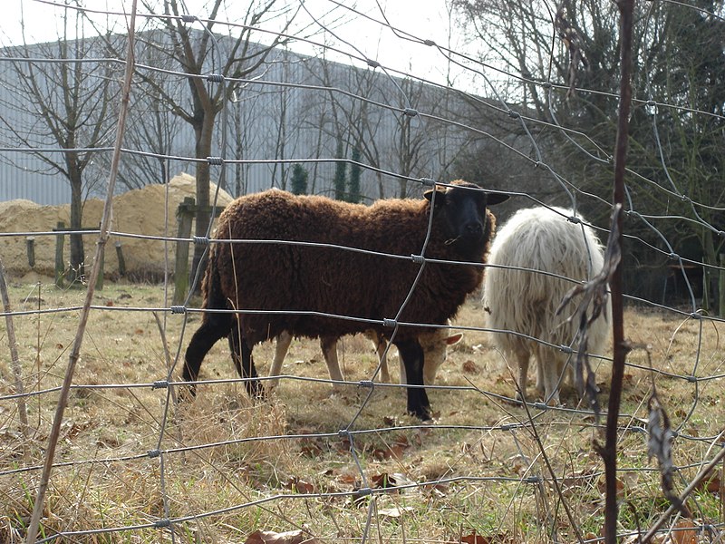 File:Zwart Schaap - panoramio.jpg