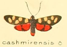 Zygaena cashmirensis m.jpg