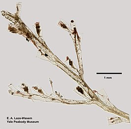 Zygophylax pinnata