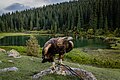 * Nomination Huntung falcon in Chong Ak-suu sanctuary. Issyk-Kul Dustrict, Issyk-Kul Region, Kyrgyzstan. By User:Marat Nadjibaev --Красный 08:20, 3 July 2024 (UTC) * Decline  Oppose Too noisy. Might be fixable with better raw conversion, but the author is not here so declining. --Plozessor 04:10, 4 July 2024 (UTC)