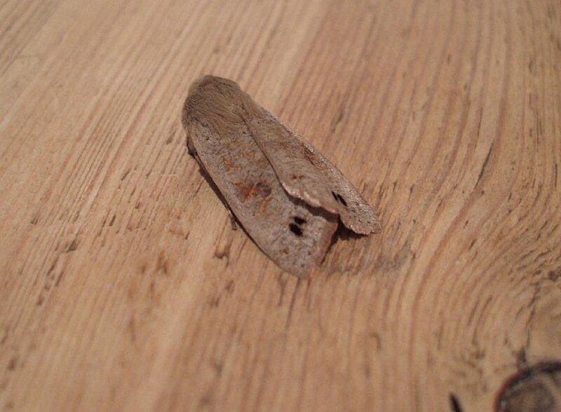 File:(2189) Twin-spotted Quaker (Orthosia munda) (3370072179).jpg