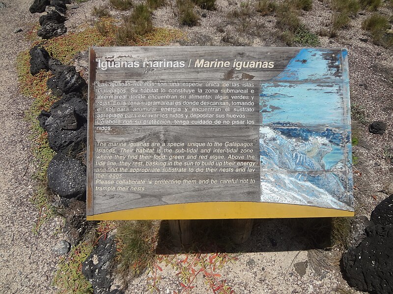 File:(Conservation Of Maine Iguana in english and spanis Galápagos Islands Tortuga Bay Amblyrhynchus cristatus ).JPG