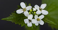 Garlic mustard (MHNT) Alliaria petiolata - flowers.jpg