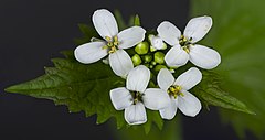 (MHNT) Alliaria petiolata - flowers.jpg