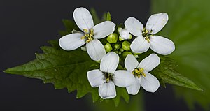 Alliaria petiolata (Brassicaceae)