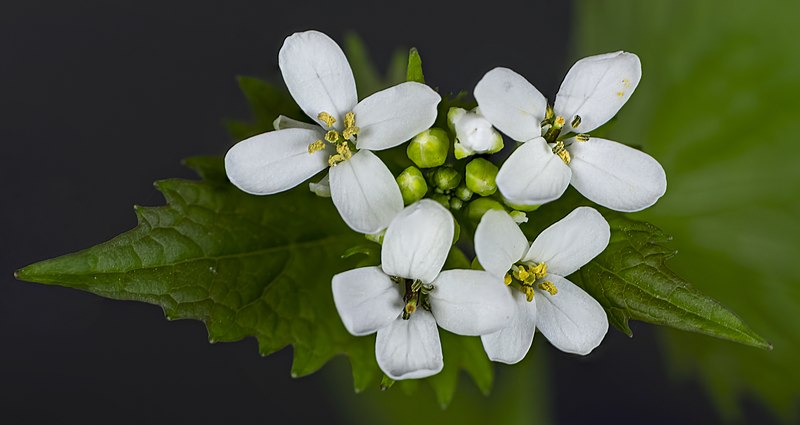 File:(MHNT) Alliaria petiolata - flowers.jpg