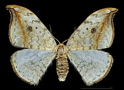 Drepana falcataria – mounted specimen female dorsal