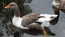 Oland goose in pond. One of about 100 in existence. Oland goose.JPG