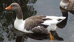 Öland Gans.