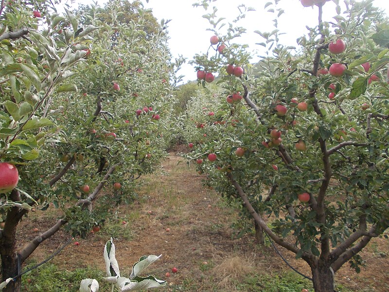 File:Јаболкница село Љубојно.jpg