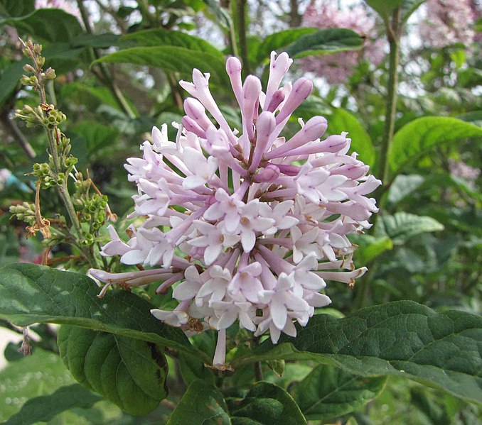 File:匈牙利丁香 Syringa josikaea -巴黎植物園 Jardin des Plantes, Paris- (9173505392).jpg