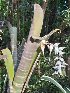 <i>Billbergia vittata</i> species of plant