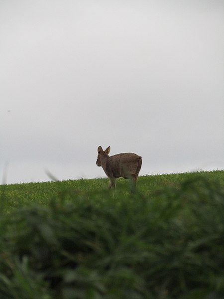 File:-2020-12-19 Muntjac deer in a feild, Trimingham, Norfolk (3).JPG