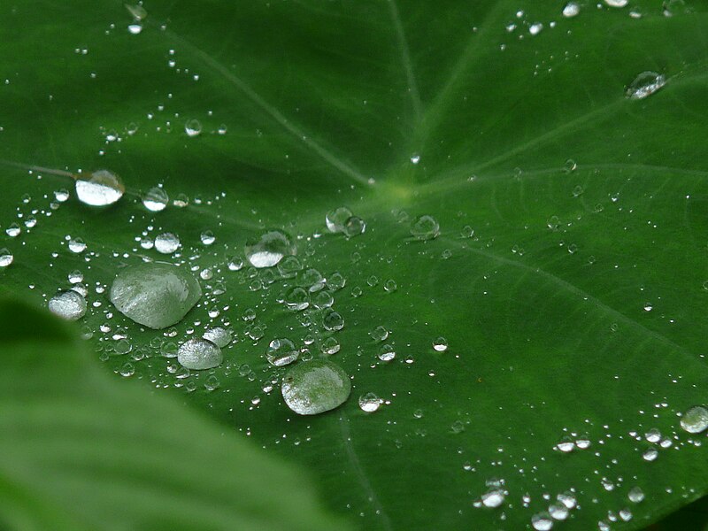 File:... raindrops on arum leaf (2725004258).jpg