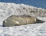 00 0504 Weddell seal in Antarctica.jpg