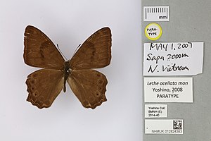 012824383 Lethe ocellata mon Yoshino 2008 PT.jpg