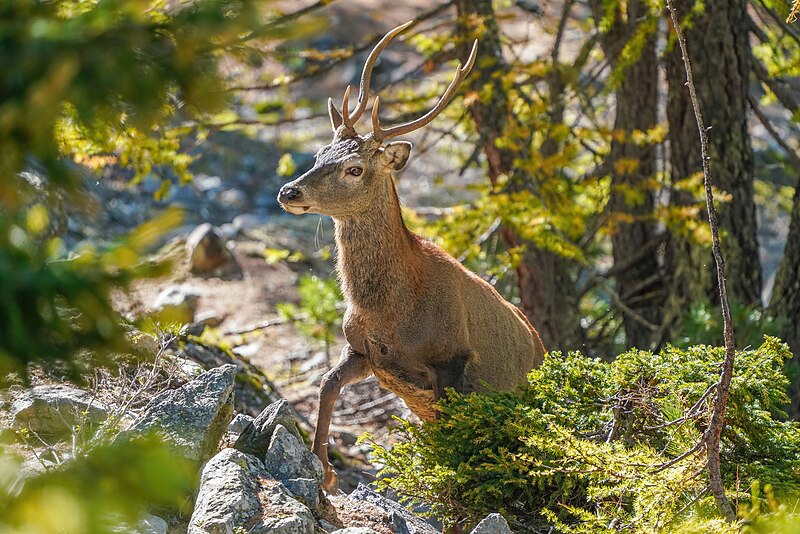 File:015 Wild Red Deer Switzerland Photo by Giles Laurent.jpg