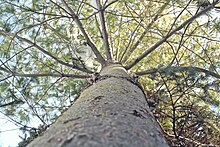 A tree from a worm's-eye view 037 366 - Sunshine (24229673083).jpg