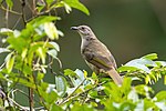 Thumbnail for Olive-winged bulbul
