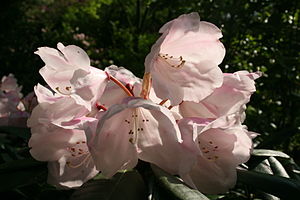 Rhododendron