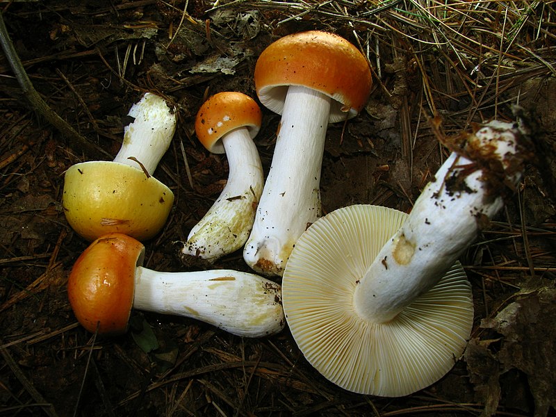 File:2011-08-28 Russula decolorans Fr 165010.jpg