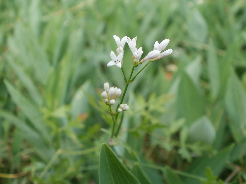 File:20120624Asperula cynanchica2.jpg