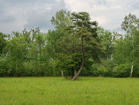 2013 06 Kuhseeheide