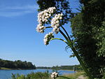 20140606Valeriana pratensis1. jpg