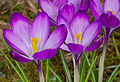 * Nomination Krokusse - Crocus --Hockei 18:17, 29 March 2015 (UTC) * Promotion Good quality. --Livioandronico2013 07:45, 1 April 2015 (UTC)