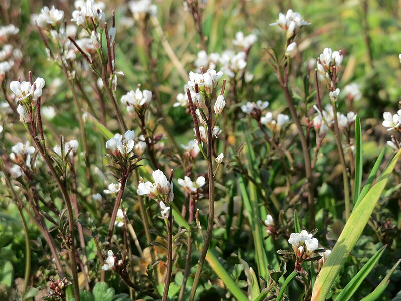 File:20150318Cardamine hirsuta4.jpg