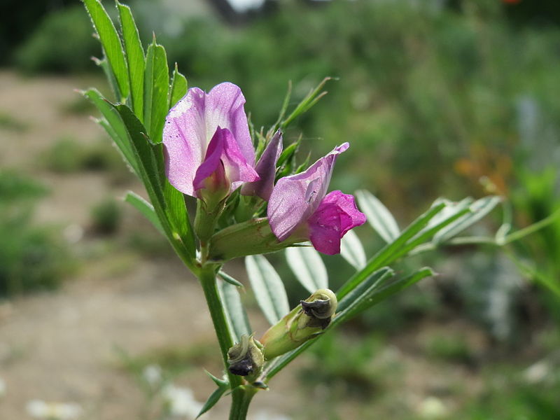 File:20150508Vicia sativa.jpg