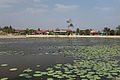 * Nomination: Lotus pond. Kampot, Cambodia. --Halavar 11:46, 1 June 2017 (UTC) * * Review needed