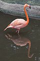 * Nomination American flamingo (Phoenicopterus ruber). Jurong Bird Park. Jurong, West Region, Singapore. --Halavar 19:41, 2 March 2017 (UTC) * Promotion Good quality. --Poco a poco 19:55, 2 March 2017 (UTC)