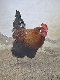 Gallus gallus domesticus